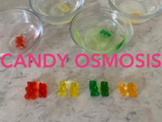 Sweets, Hearts, and STEM: Candy Osmosis